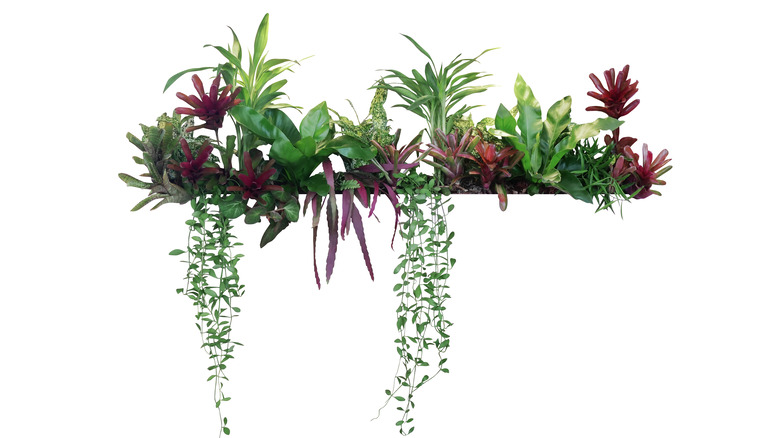 Plants on slat shelf