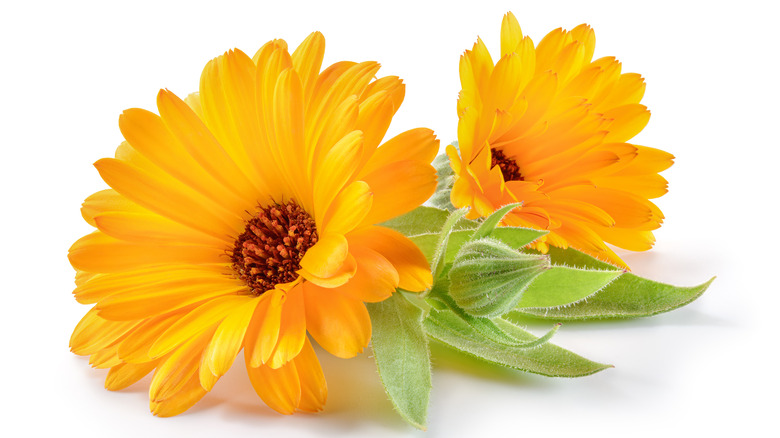 orange calendula flowers