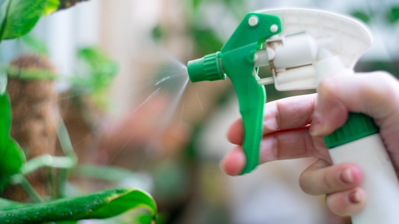 Person spraying insecticide