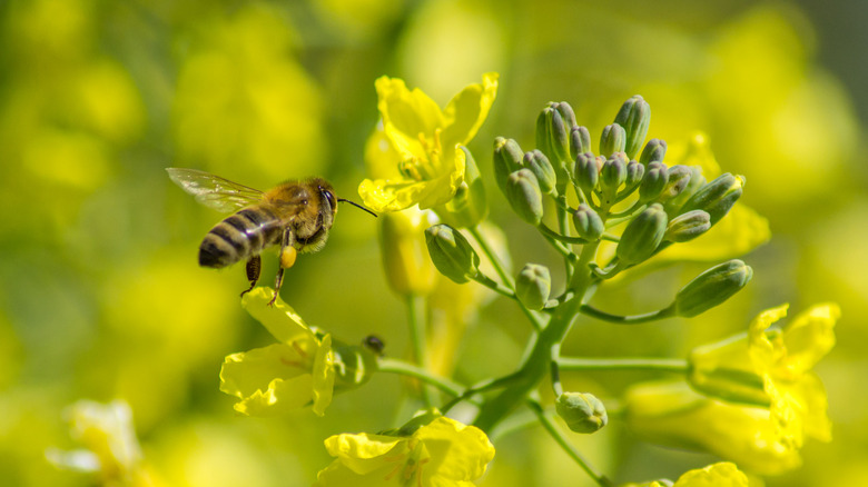 Bee and broccoli flower