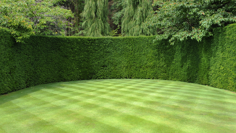 Checkerboard lawn pattern