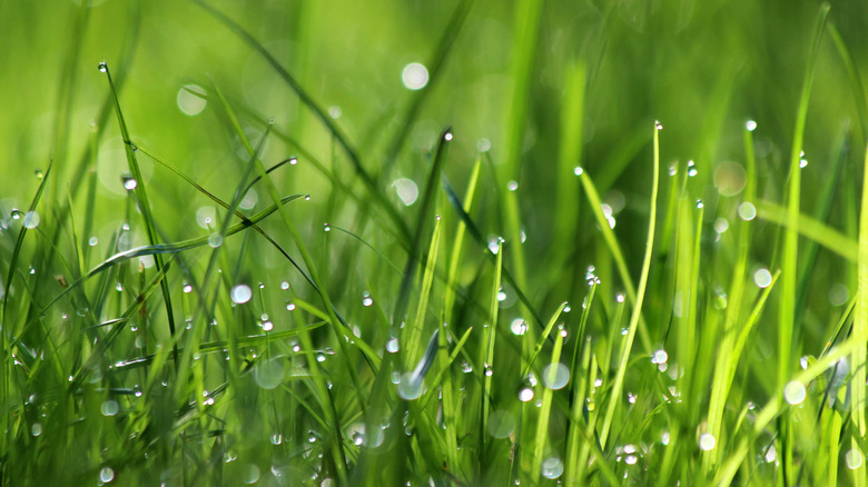 Raindrops on blades of grass