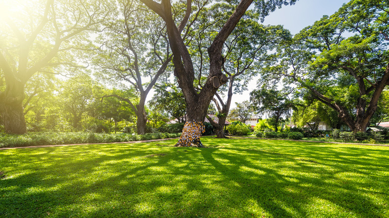 Enormous shade tree covering lawn