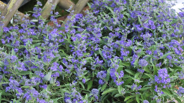 Bluebeard planted along wooden fence