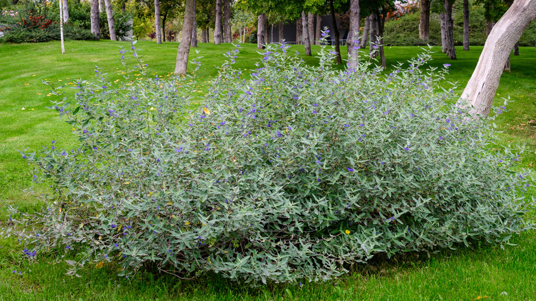 Bluebeard planted near property line