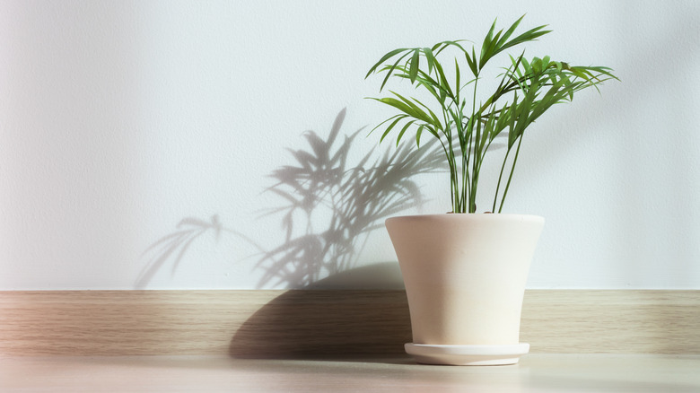 potted bamboo plant