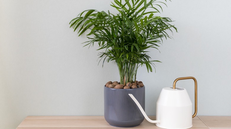 potted parlor palm on table