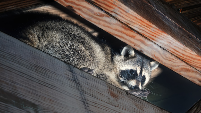 Raccoon in attic