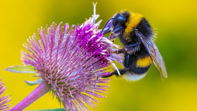 Bumblebee on purple flower