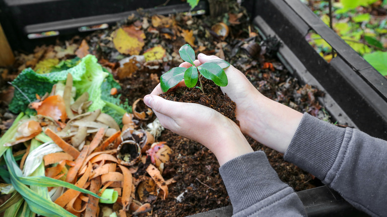 Hands holding plant above composter