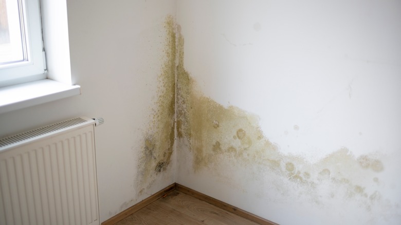 stains and discoloration on wall