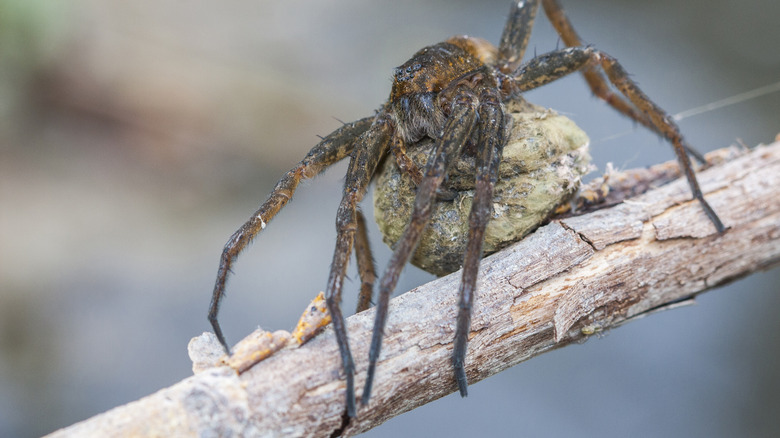 Wolf spider on branch