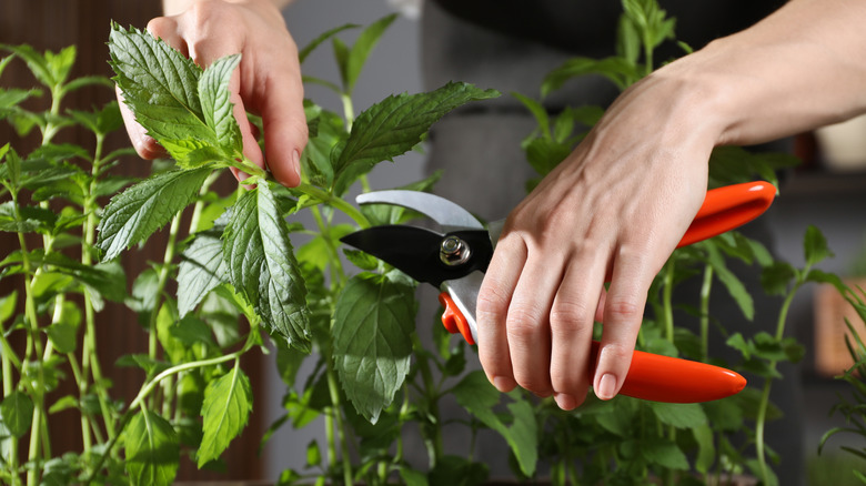 pruning mint plant