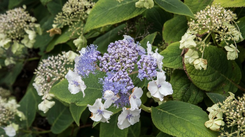 white and purple hydrangea bracts with green foliage