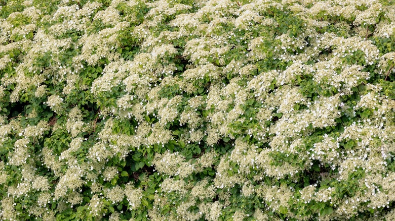 Dense white hydrangea growing against a wall