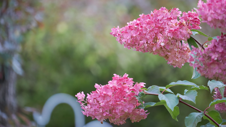 Close-up shot of pink strawberry vanilla hydrangea blooming