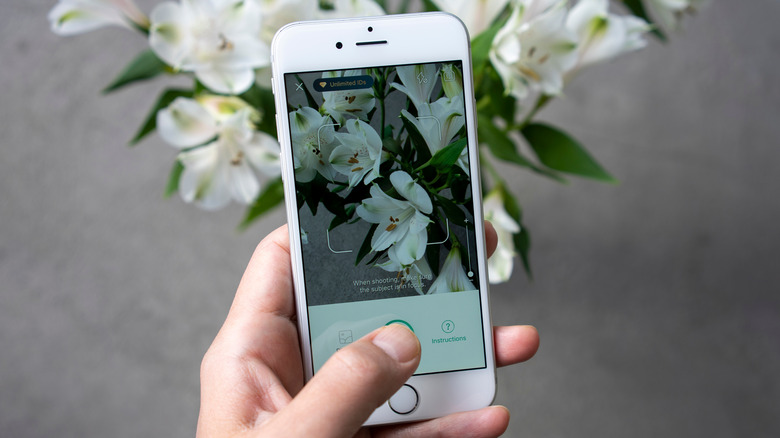 Person photographing flowers