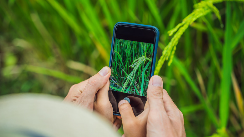 Taking photo of grass