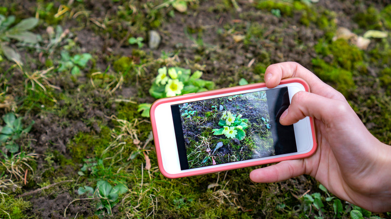 Person taking photo of plant