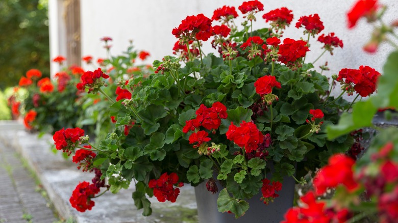 red geraniums in patio planters