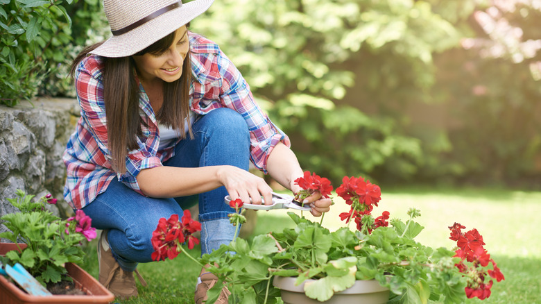 woman deadheading geranium flowers