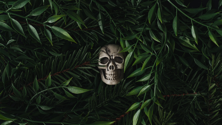 Plastic skull in leaves