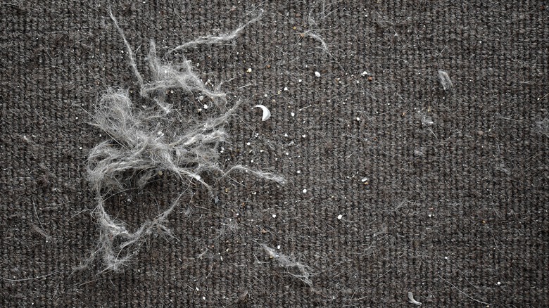 Pile of pet fur on grey carpet