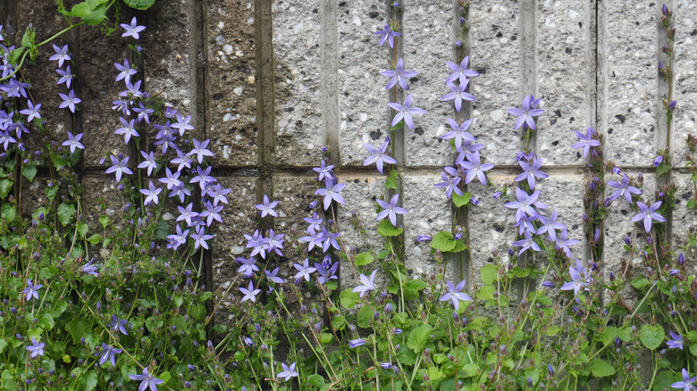 Campanula poscharskyana trailing on a stone wall