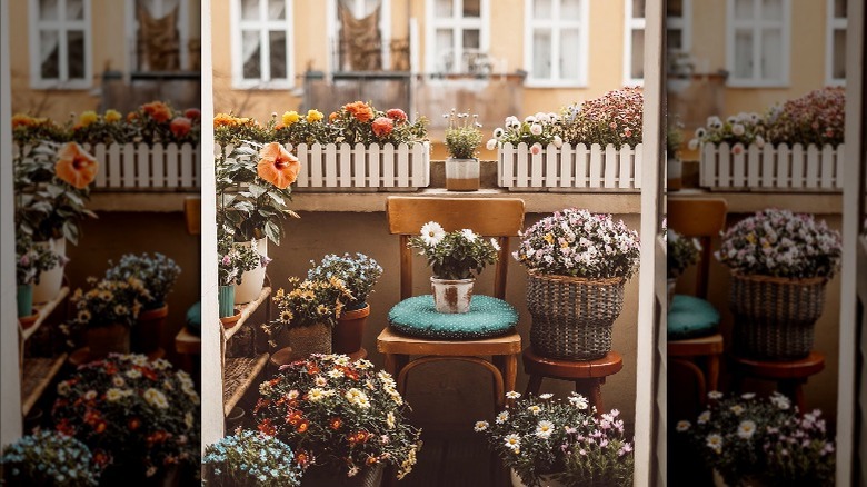 Parisian balcony with potted flowers