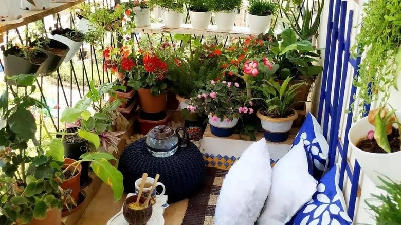 Balcony with many potted plants