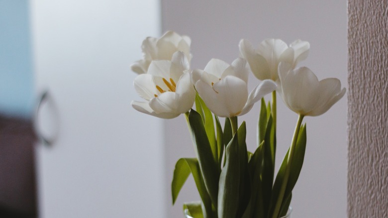 white tulips in vase