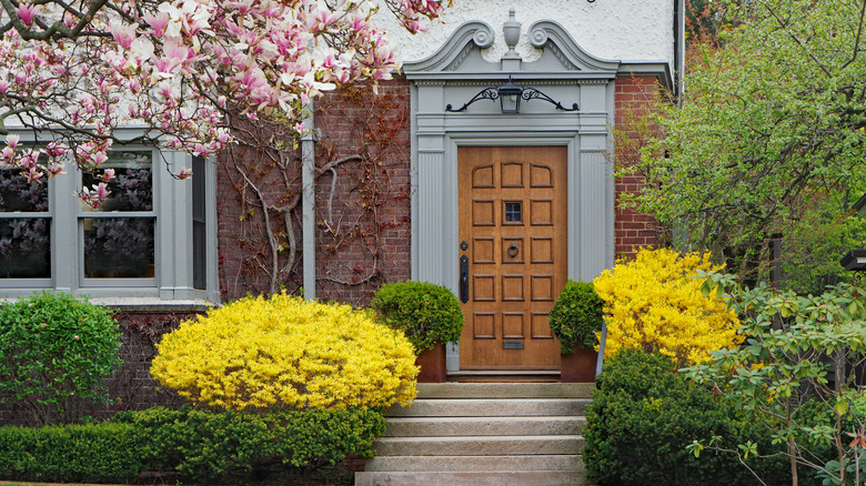 yellow forsythias outside