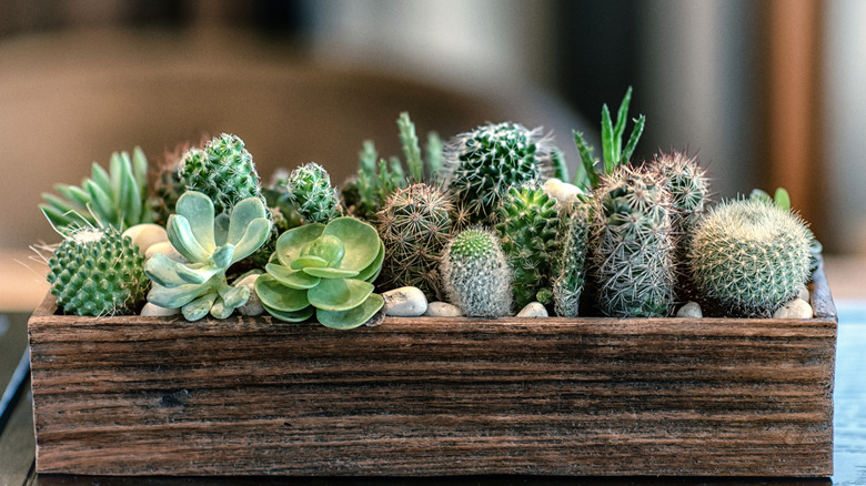 green cactus centerpiece