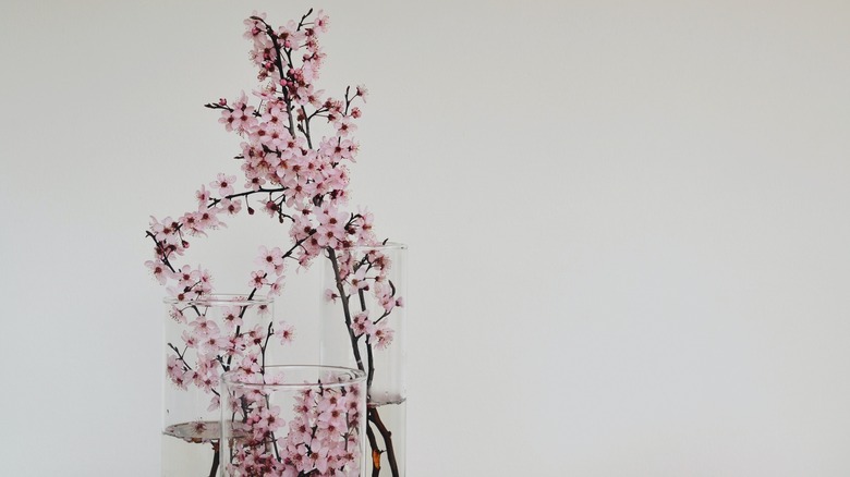 pink cherry branches in vase