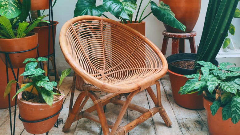 rattan chair surrounded by plants