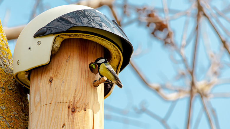 a birdhouse made with helmet