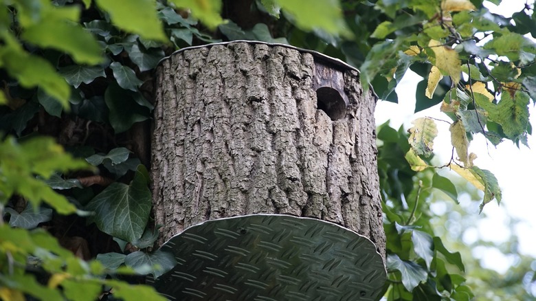 birdhouse made out of log