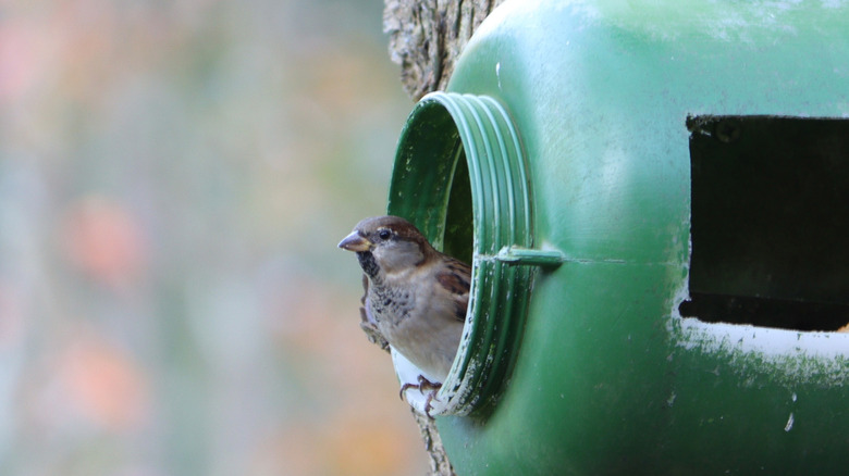 Birdhouse made out of jug