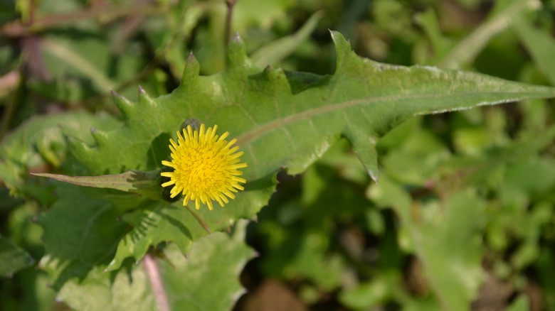 yellow flower with sharp leaves