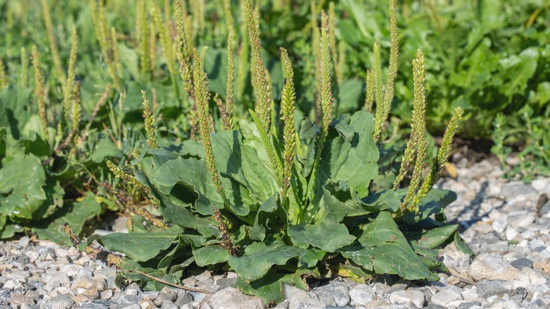large leaves with seed stalks