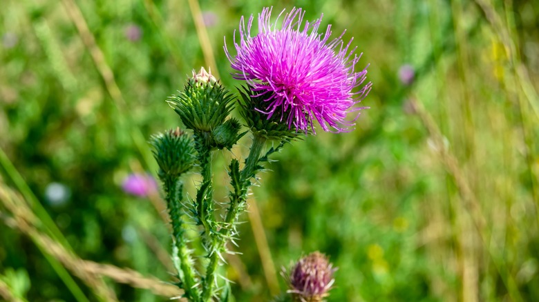 purple flower with spiked stem