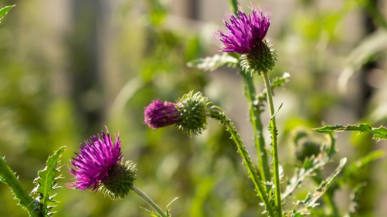 purple blooms with notched leaves