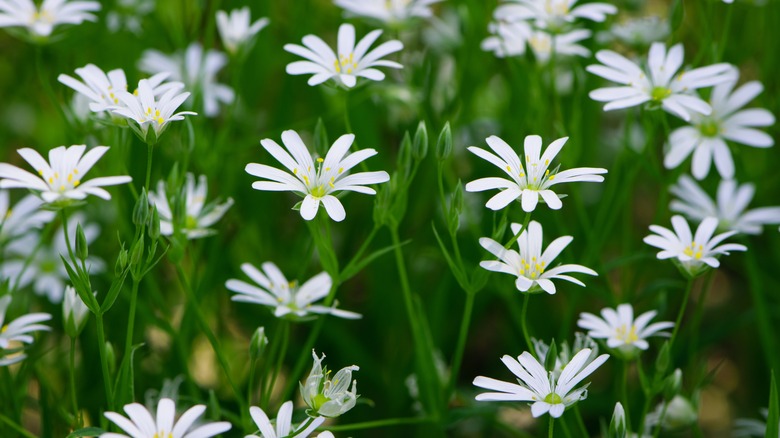 white flowers of chickweed plant