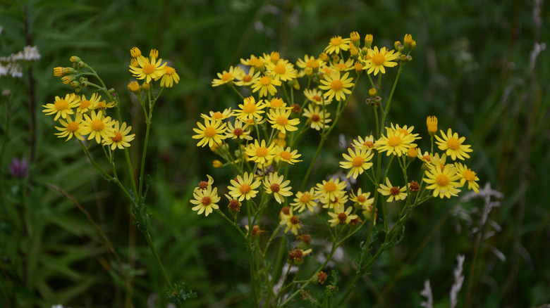 yellow flowers with orange center