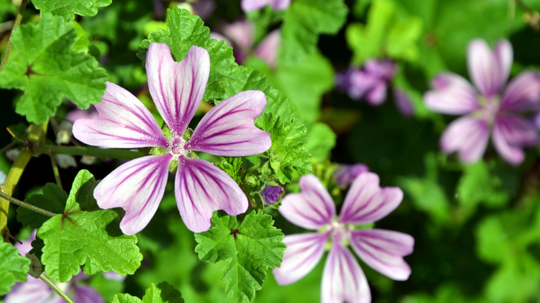 light purple flowers on weed