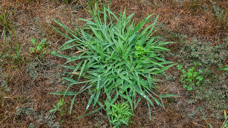 crabgrass weed growing in yard