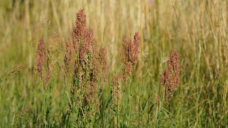 red weed in field