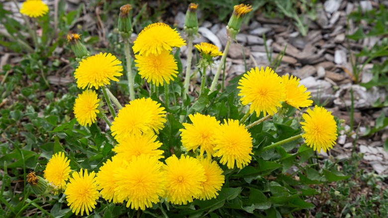 yellow dandelions in mulch