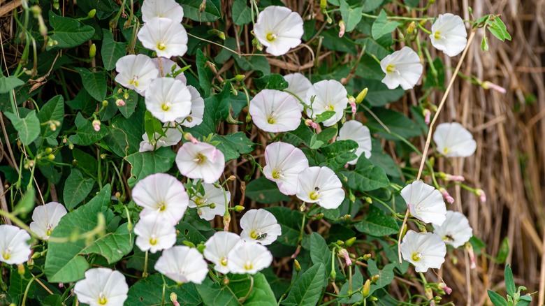 white flowers on green leaves