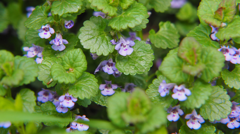 small purple flowers with leaves